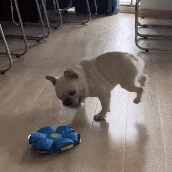 Non-Stop Fun For Your Loved One! 💞Many dogs lack both physical and mental stimulation🐶which leads to unhappiness and behavioral issues🙈The Doggy Disc Ball is here to give your pup an exciting playtime experience🌵providing your loved one with exercise and preventing boredom for a happier and healthier life🍄