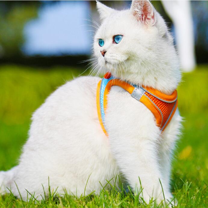 Comfy Cat & Dog Adventure Set