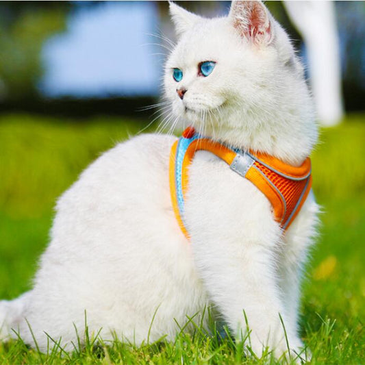 Comfy Cat & Dog Adventure Set